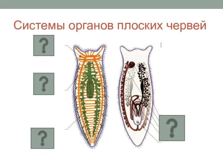 Системы органов плоских червей