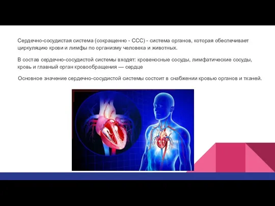 Сердечно-сосудистая система (сокращенно - ССС) - система органов, которая обеспечивает циркуляцию крови