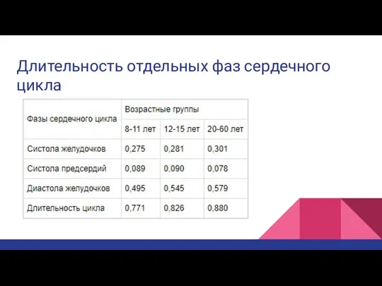 Длительность отдельных фаз сердечного цикла