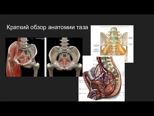 Краткий обзор анатомии таза