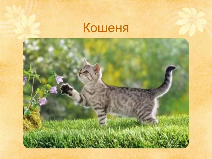 Кошеня