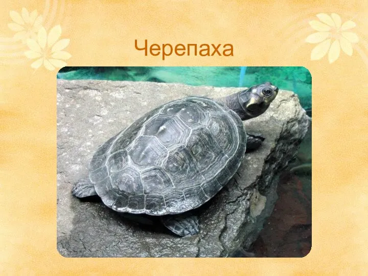 Черепаха