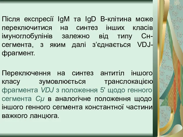 Після експресії ІgМ та ІgD В-клітина може переключитися на синтез інших класів