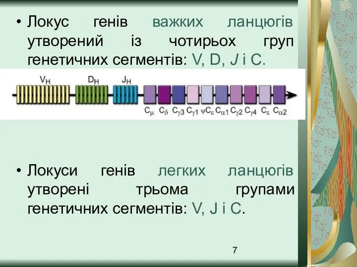 Локус генів важких ланцюгів утворений із чотирьох груп генетичних сегментів: V, D,