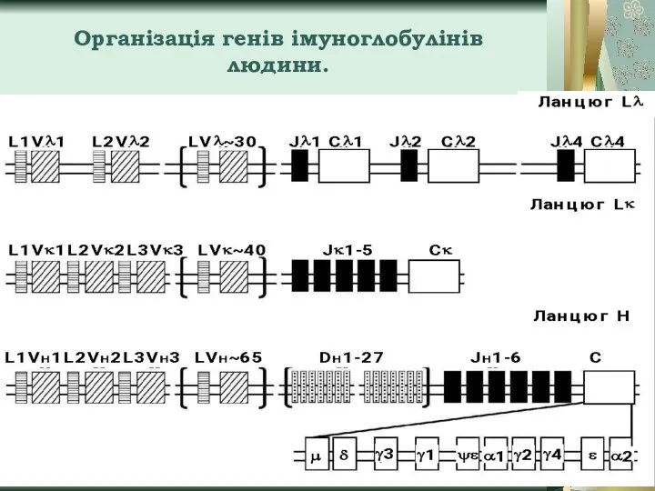 Організація генів імуноглобулінів людини.