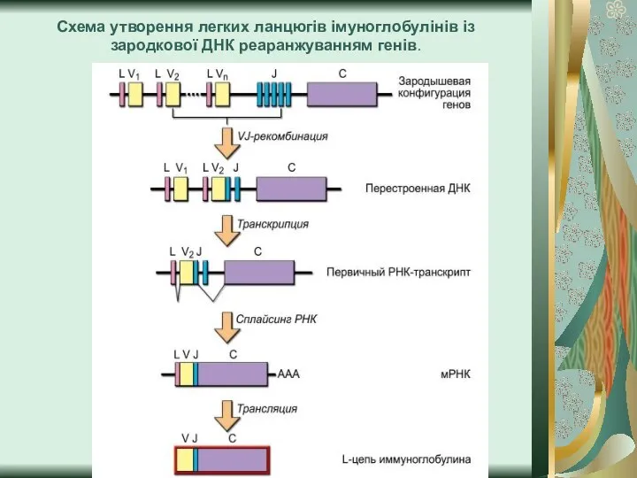 Схема утворення легких ланцюгів імуноглобулінів із зародкової ДНК реаранжуванням генів.