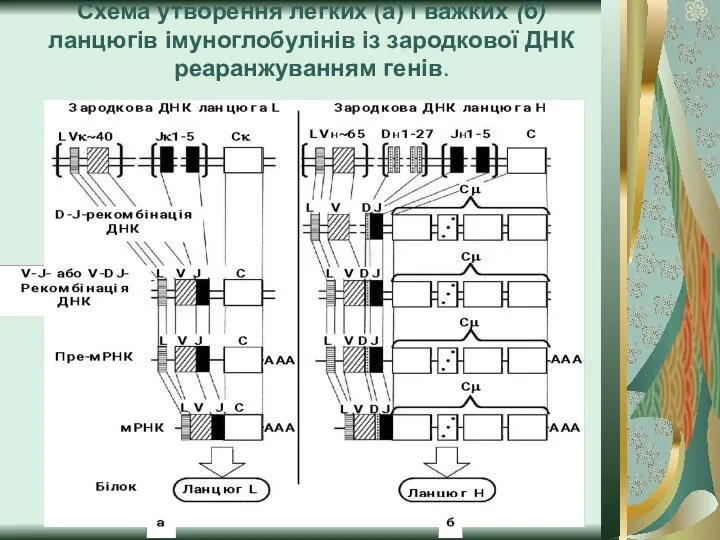 Схема утворення легких (а) і важких (б) ланцюгів імуноглобулінів із зародкової ДНК реаранжуванням генів.