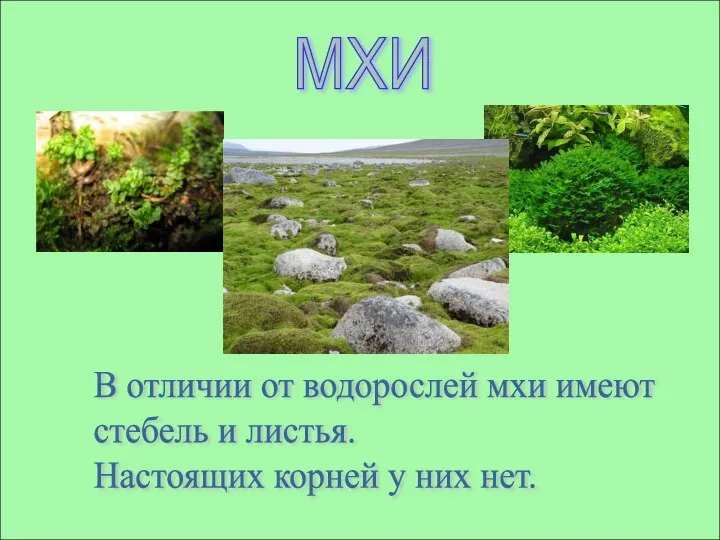 МХИ В отличии от водорослей мхи имеют стебель и листья. Настоящих корней у них нет.