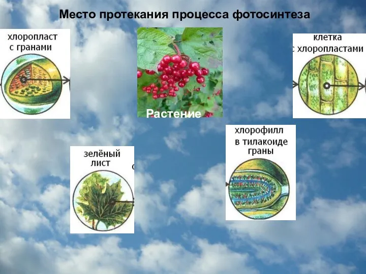 Место протекания процесса фотосинтеза