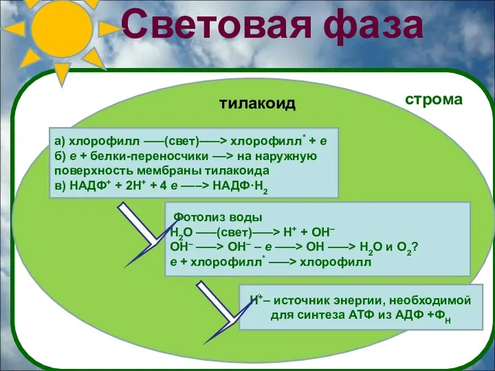 Световая фаза а) хлорофилл –––(свет)–––> хлорофилл* + e б) e + белки-переносчики