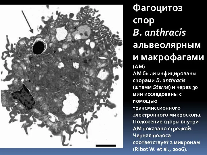 Фагоцитоз спор B. anthracis альвеолярными макрофагами (AM) AM были инфицированы спорами B.