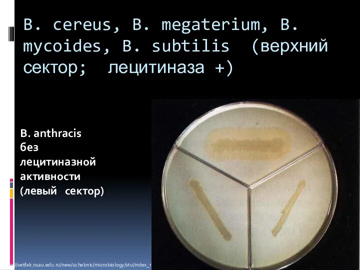 B. cereus, B. megaterium, B. mycoides, B. subtilis (верхний сектор; лецитиназа +)