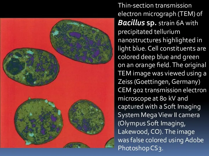 Thin-section transmission electron micrograph (TEM) of Bacillus sp. strain 6A with precipitated