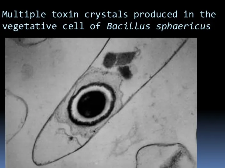 Multiple toxin crystals produced in the vegetative cell of Bacillus sphaericus