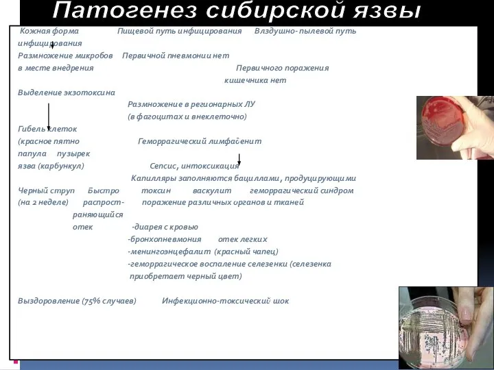 Кожная форма Пищевой путь инфицирования Влздушно- пылевой путь инфицирования Размножение микробов Первичной