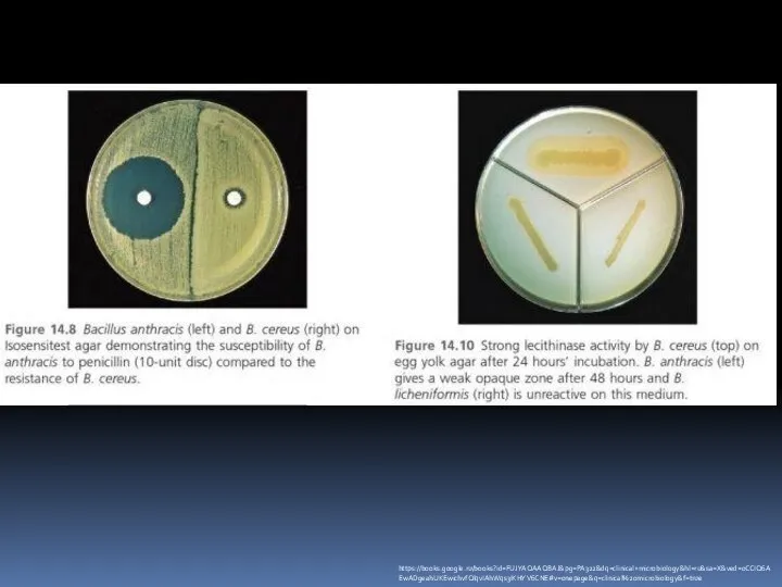 https://books.google.ru/books?id=FUJYAQAAQBAJ&pg=PA322&dq=clinical+microbiology&hl=ru&sa=X&ved=0CCIQ6AEwADgeahUKEwichvfQlqvIAhWqs3IKHYV6CNE#v=onepage&q=clinical%20microbiology&f=true