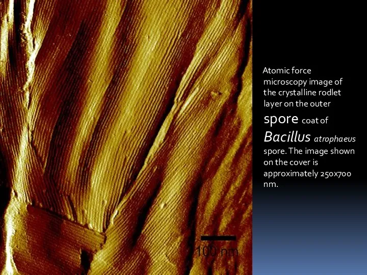 Atomic force microscopy image of the crystalline rodlet layer on the outer