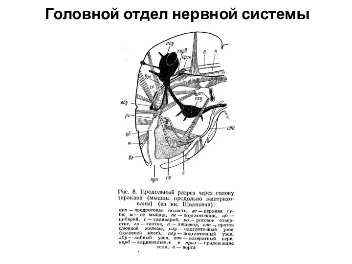 Головной отдел нервной системы