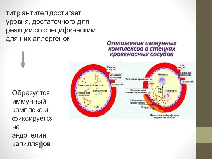 титр антител достигает уровня, достаточного для реакции со специфическим для них аллергеном