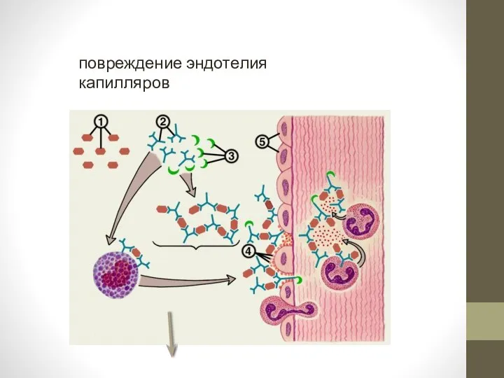 повреждение эндотелия капилляров