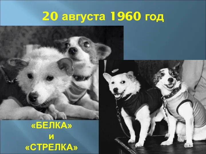 20 августа 1960 год «БЕЛКА» и «СТРЕЛКА»