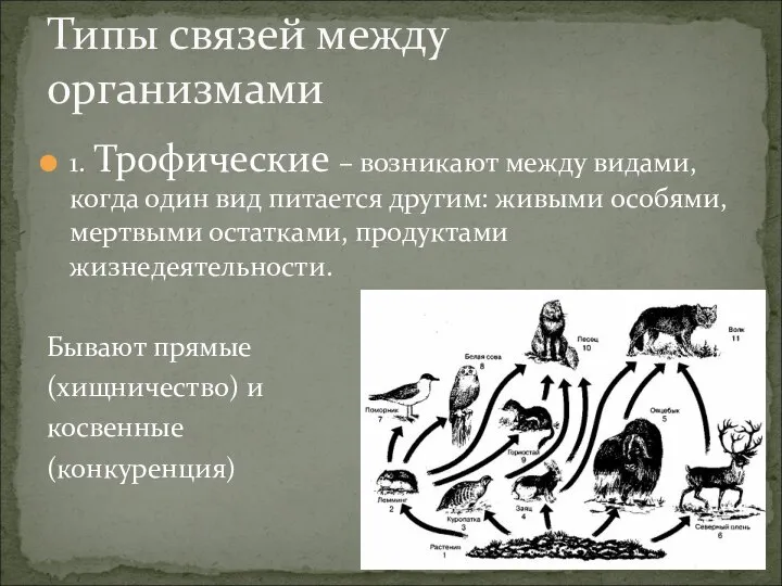 1. Трофические – возникают между видами, когда один вид питается другим: живыми