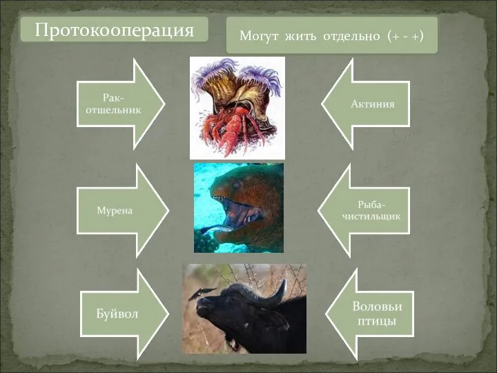 Протокооперация Могут жить отдельно (+ - +)