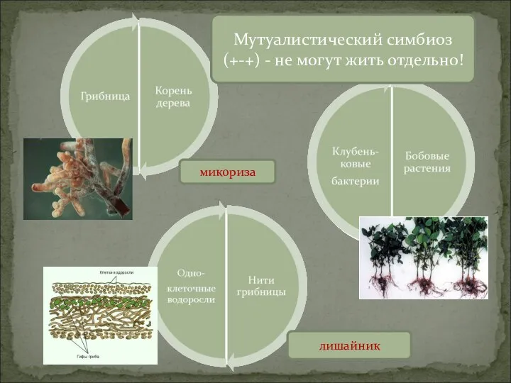 лишайник микориза Мутуалистический симбиоз (+-+) - не могут жить отдельно!