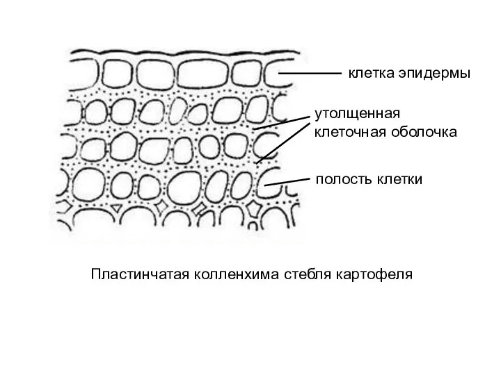 Пластинчатая колленхима стебля картофеля клетка эпидермы полость клетки утолщенная клеточная оболочка