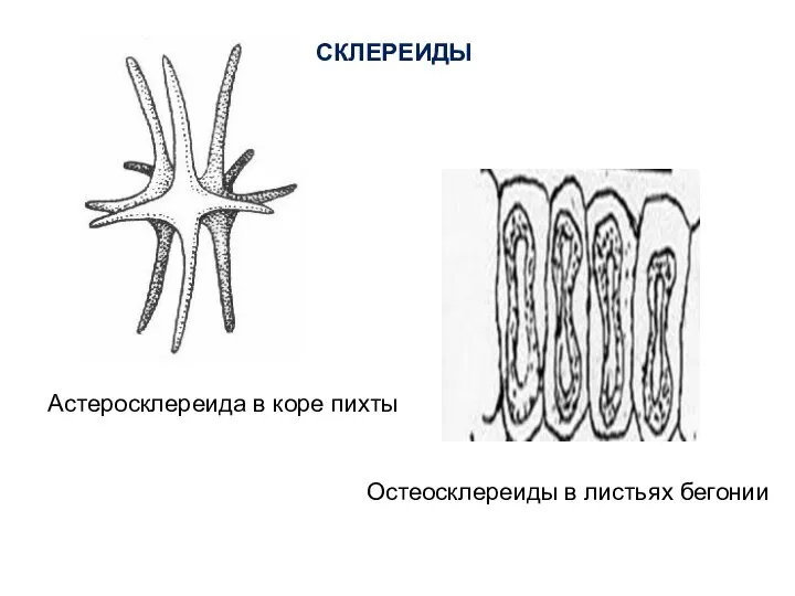 Астеросклереида в коре пихты Остеосклереиды в листьях бегонии СКЛЕРЕИДЫ
