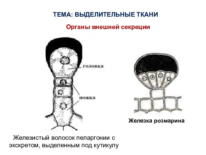 ТЕМА: ВЫДЕЛИТЕЛЬНЫЕ ТКАНИ Железистый волосок пеларгонии с экскретом, выделенным под кутикулу Железка розмарина Органы внешней секреции