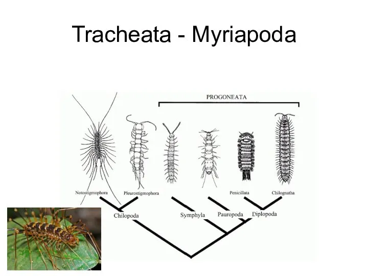 Tracheata - Myriapoda