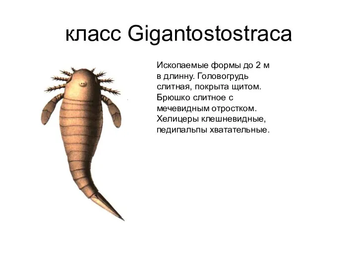 класс Gigantostostraca Ископаемые формы до 2 м в длинну. Головогрудь слитная, покрыта
