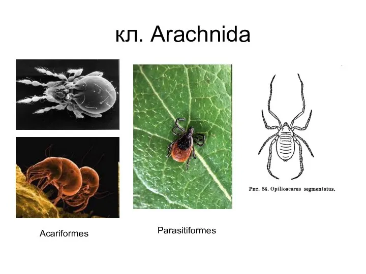 кл. Arachnida Acariformes Parasitiformes