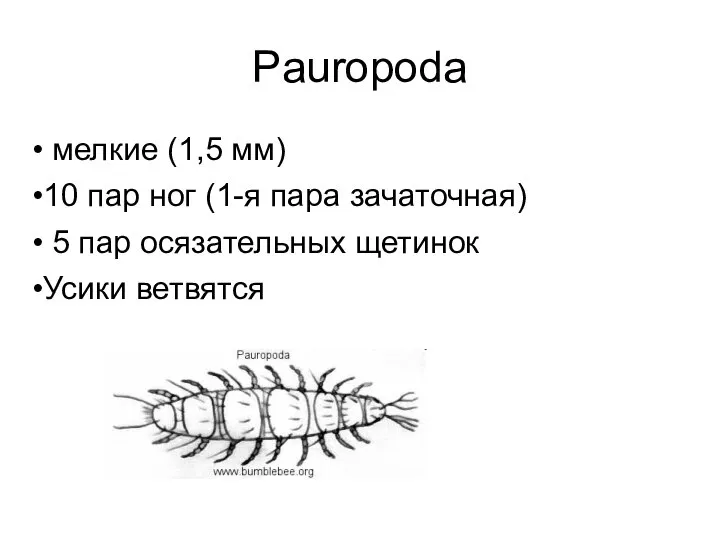Pauropoda мелкие (1,5 мм) 10 пар ног (1-я пара зачаточная) 5 пар осязательных щетинок Усики ветвятся