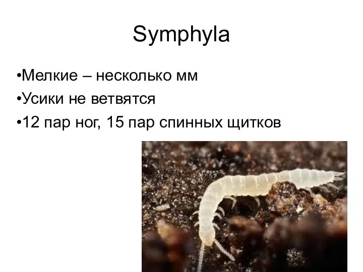Symphyla Мелкие – несколько мм Усики не ветвятся 12 пар ног, 15 пар спинных щитков