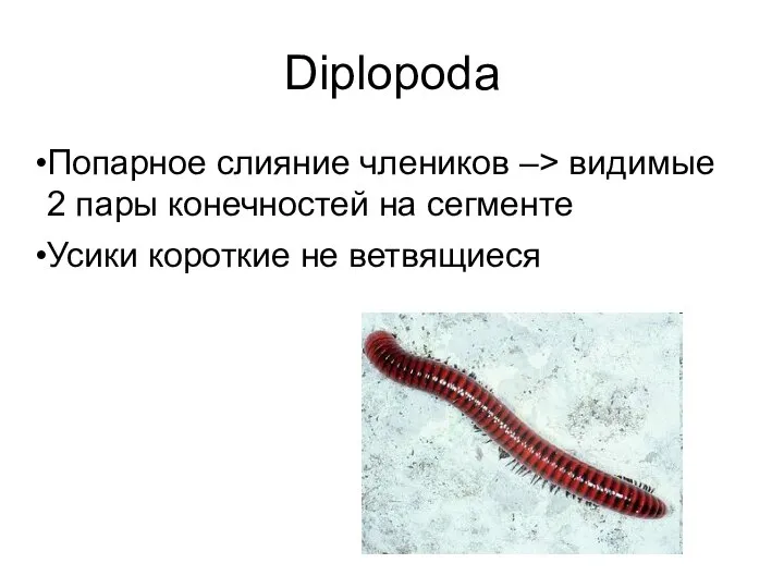 Diplopoda Попарное слияние члеников –> видимые 2 пары конечностей на сегменте Усики короткие не ветвящиеся