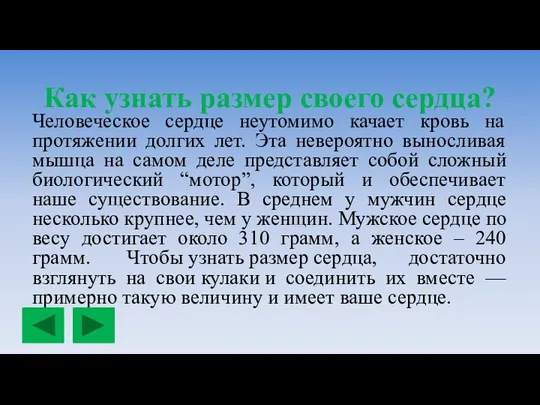 Как узнать размер своего сердца? Человеческое сердце неутомимо качает кровь на протяжении