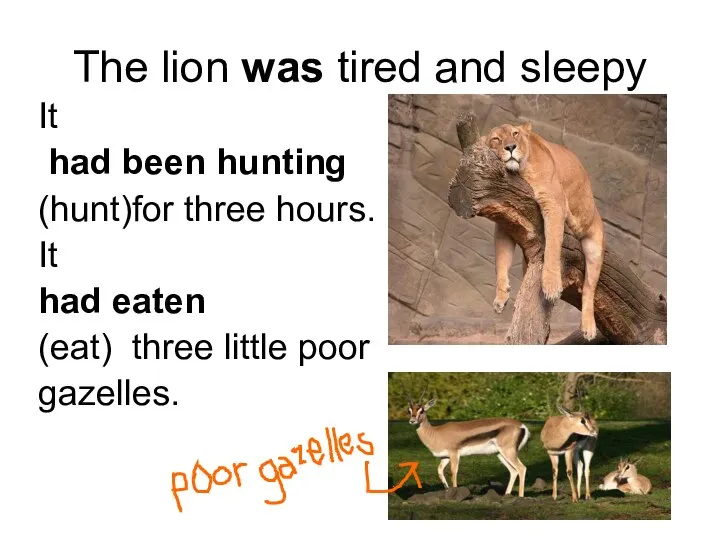 The lion was tired and sleepy It had been hunting (hunt)for three