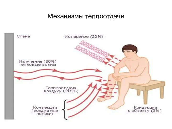 Механизмы теплоотдачи