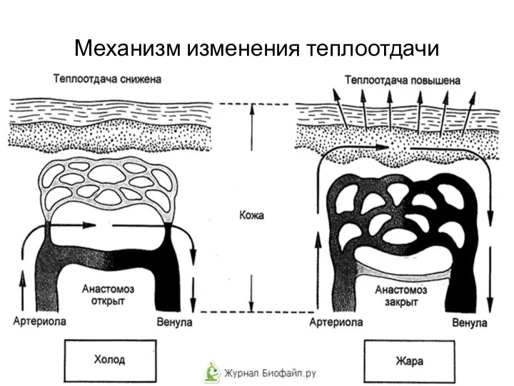 Механизм изменения теплоотдачи