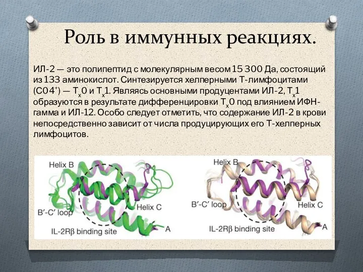 Роль в иммунных реакциях. ИЛ-2 — это полипептид с молекулярным весом 15