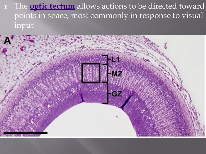 The optic tectum allows actions to be directed toward points in space,