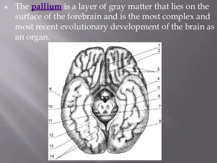 The pallium is a layer of gray matter that lies on the