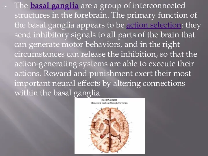 The basal ganglia are a group of interconnected structures in the forebrain.
