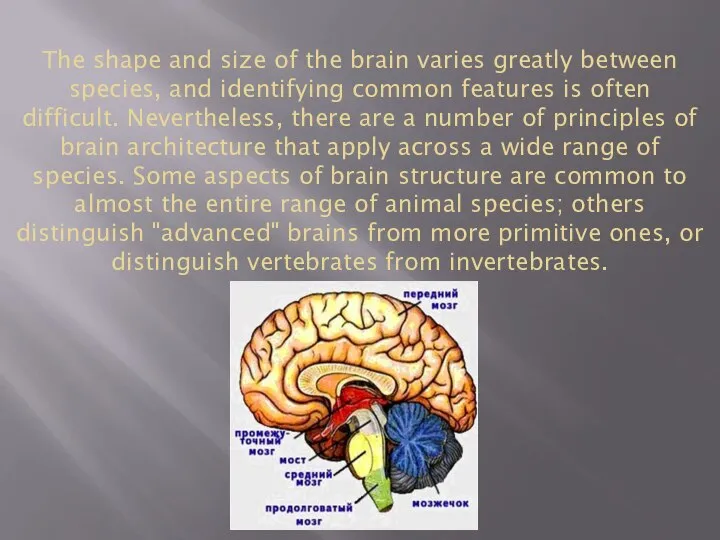 The shape and size of the brain varies greatly between species, and