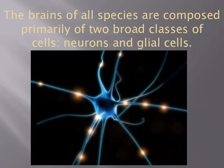 The brains of all species are composed primarily of two broad classes
