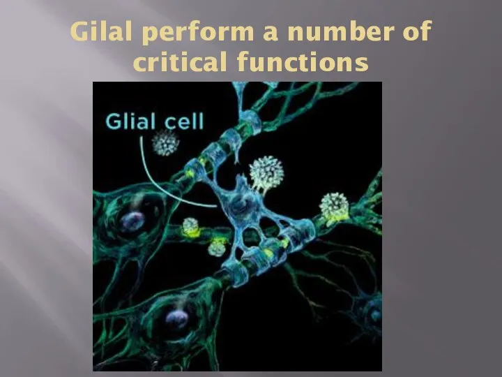 Gilal perform a number of critical functions