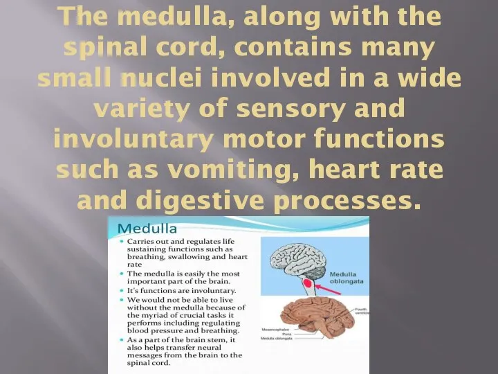 The medulla, along with the spinal cord, contains many small nuclei involved