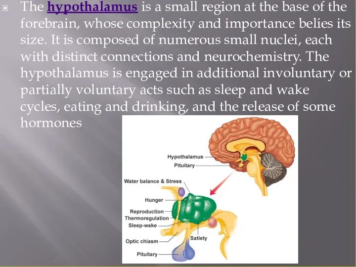 The hypothalamus is a small region at the base of the forebrain,